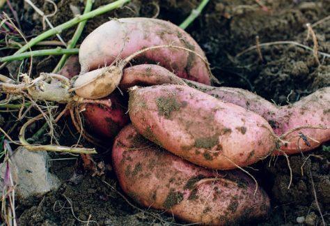~November Sweet Potato and Popcorn Hayride~ ~November Sweet Potato and Popcorn Hayride~