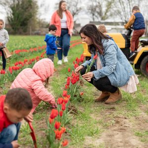 Tulip Picking Hayride Tulip Picking Hayride