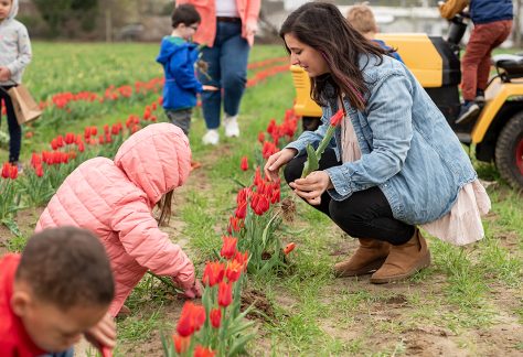 ~ Tulip Picking Hayrides ~ ~ Tulip Picking Hayrides ~