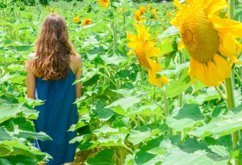 ~ Evening Sunflower Celebration ~ ~ Evening Sunflower Celebration ~